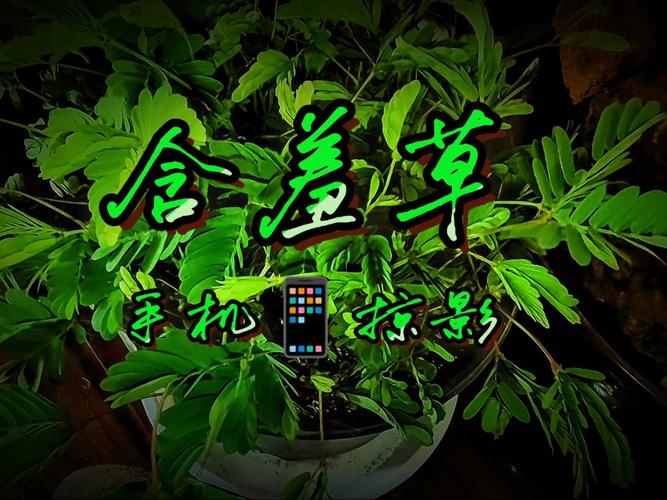惊魂电影院：沉浸式恐怖体验揭秘，胆小慎入的午夜场观影指南